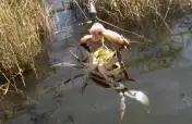 Ловля крабов в Дальяне